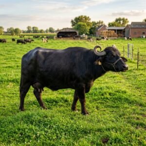 Nili Ravi buffalo for sale in Karachi - Malik Livestock ML-21