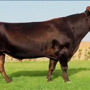 Sahiwal cattle at Malik Livestock in Karachi - ML-201