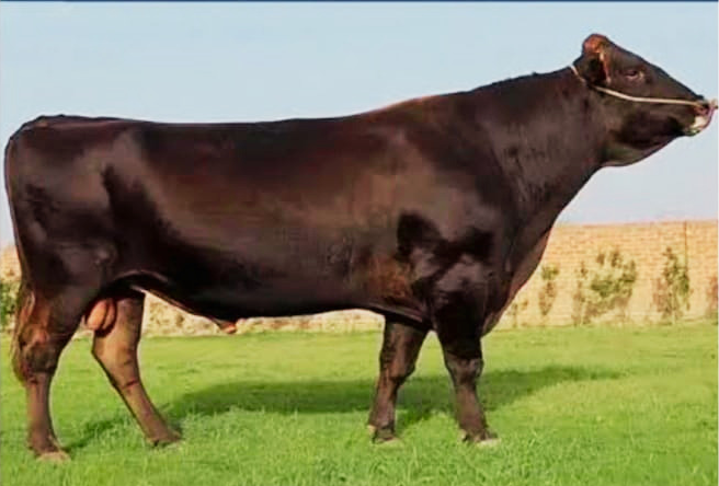 Sahiwal cattle at Malik Livestock in Karachi - ML-201
