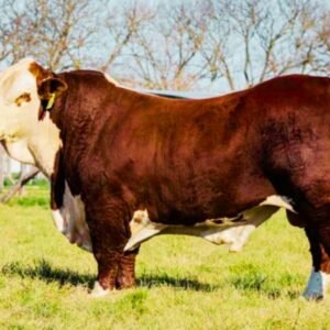 Cholistani cattle at Malik Livestock Karachi - ML-202