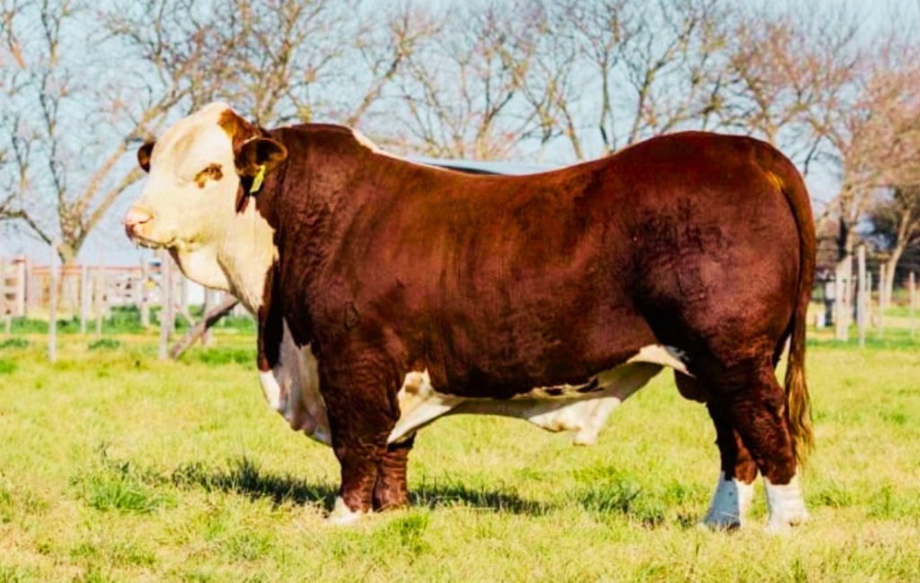 Cholistani cattle at Malik Livestock Karachi - ML-202
