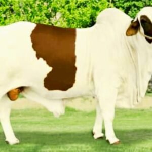 Bull for sale at Malik Livestock in Karachi - ML-203