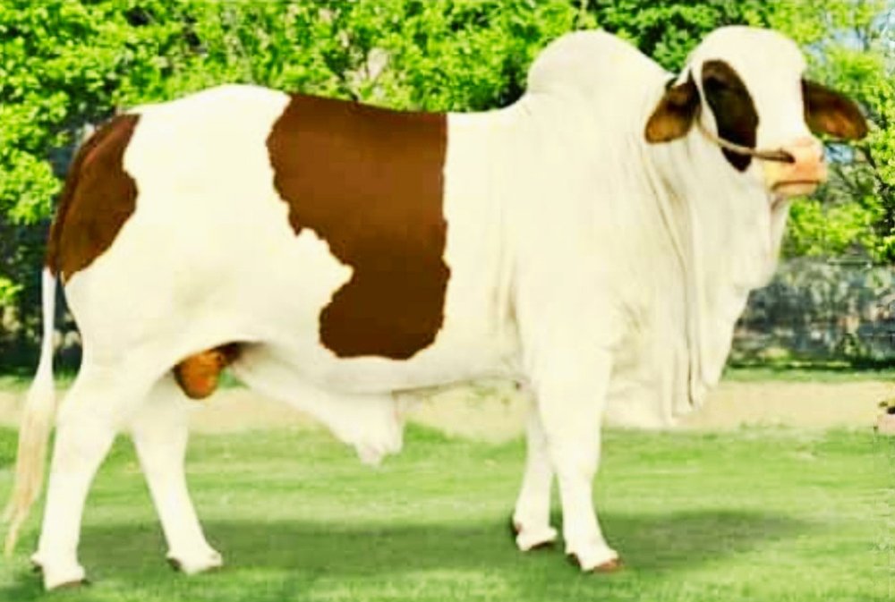 Bull for sale at Malik Livestock in Karachi - ML-203