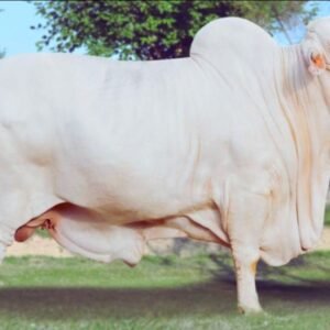 Bull for sale at Malik Livestock in Karachi - ML-204