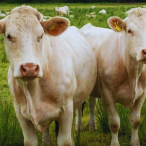 Pair of White Cows at Malik Livestock in Karachi - ML-205